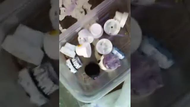 Средняя стоимость банок ( балончиков ) В России ( Ярославле ) смотреть онлайн