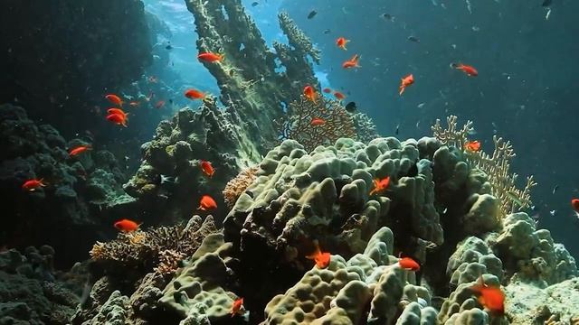 Ocean Colors 4K (ULTRA HD) - Tropical Fish, Coral Reefs - Reduce Stress And Anxiety смотреть онлайн