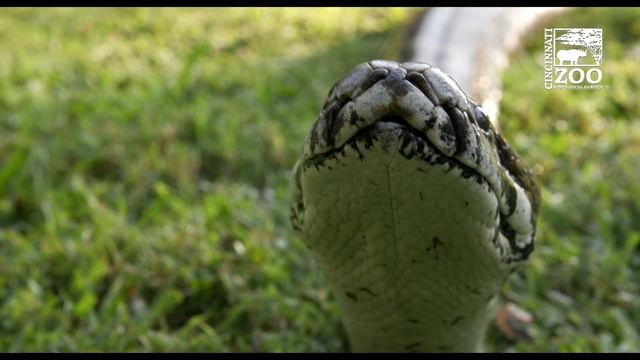 15 Foot Burmese Python Gets Outside for Some Sun - Cincinnati Zoo смотреть онлайн