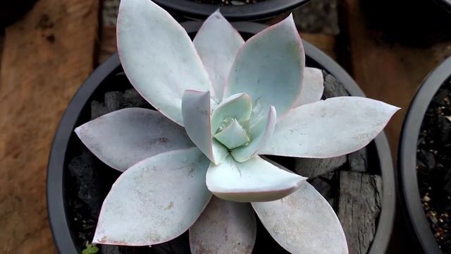HÍBRIDA DA #ECHEVERIA CANTE X GILA MAIS DICAS E ESPANHOLA COM VERRUGAS смотреть онлайн