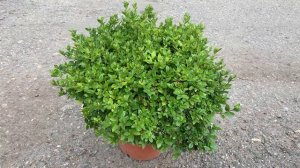 Азалия японская Марушка (Maruschka)