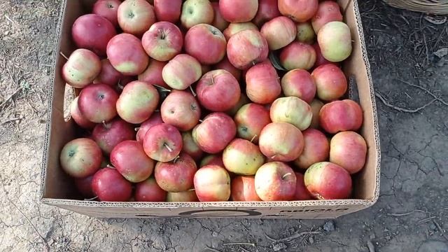 урожай с одной яблони привитой на подвой 54-118 смотреть онлайн