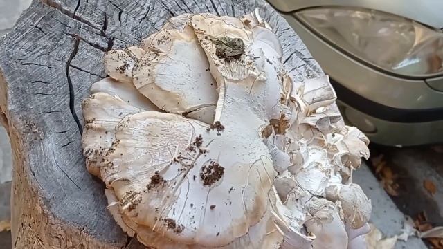 ...и люди забудут что и как должно пахнуть.... смотреть онлайн