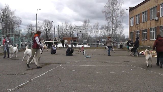 "Кубок Северного Подмосковья-2013", моно САО смотреть онлайн