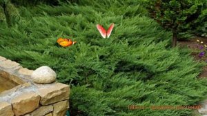 Можжевельник казацкий Тамарисцифолия ? обзор: как сажать, саженцы можжевельника Тамарисцифолия