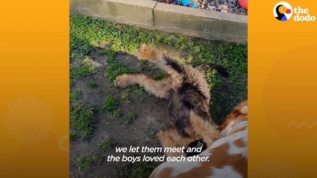 Dad Cuts "Peepholes" Into Fence So Dogs Can Say Hi To Mom | The Dodo смотреть онлайн