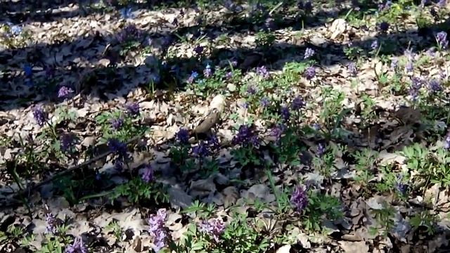 Ранняя весна, лес, птицы смотреть онлайн