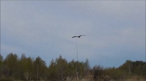 Охота на гуся / Эксперимент Чучела гуся на охоте или змей гуся.