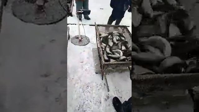 ООО "Назаровское рыбное хозяйство" смотреть онлайн