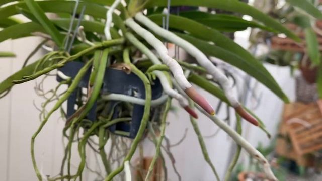 Vanda sanderiana alba (or is it?) смотреть онлайн
