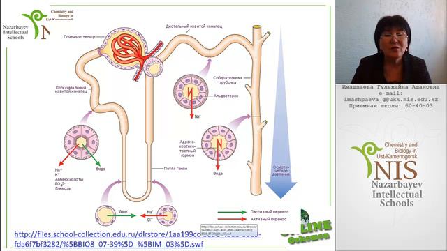 09122015Бөліп шығару Бүйректің құрылысы мен қызметі смотреть онлайн