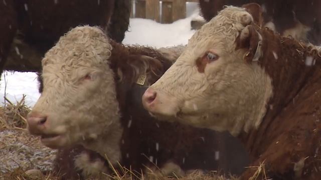 Герефорды ставят рекорды смотреть онлайн