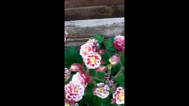 Аквилегия (лат. Aquilegia) Winky Double смотреть онлайн