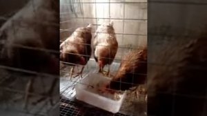 Зимнее содержание кур в клетке