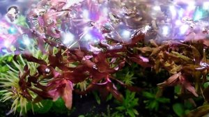 ОБЗОР РОТАЛА МАКРАНДРА ТИГР. СОДЕРЖАНИЕ И УХОД