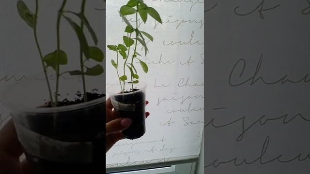 базилик Лимонные дольки смотреть онлайн