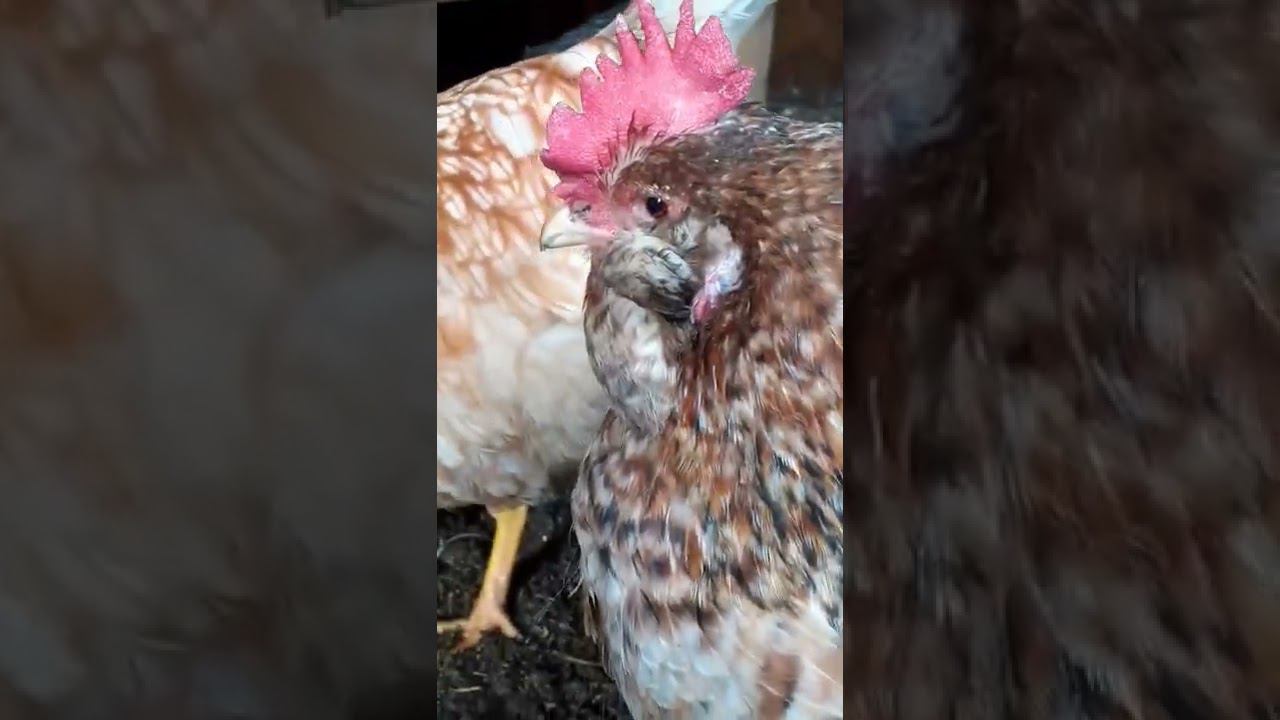 в курятнике живу.... смотреть онлайн