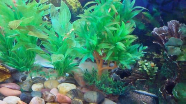 Красноухая черепаха и прудовая Ривза в аквариуме 600 литров с рыбками! смотреть онлайн