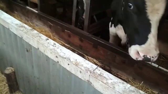Стоит ли заниматся откормом быков? смотреть онлайн