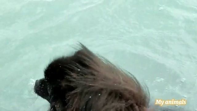 Шпиц Бумер купается в озере Балхаш смотреть онлайн