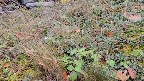 Gaultheria procumbens Wintergreen