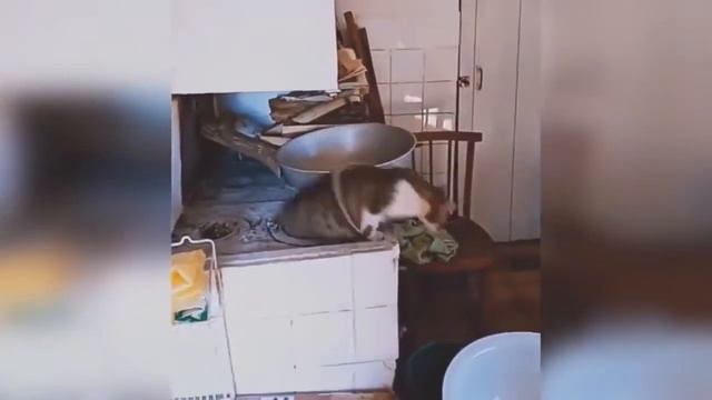 ТЕСТ НА ПСИХИКУ / СМЕШНЫЕ ЖИВОТНЫЕ /ЛУЧШИЕ ПРИКОЛЫ
