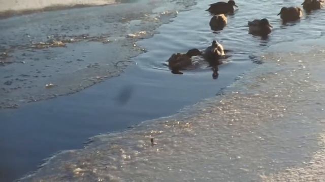 Год из жизни крякв. Часть 2. Начало зимы смотреть онлайн