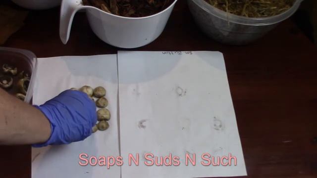 Growing Mycelium from spore prints, Using small edible button mushrooms, will it work смотреть онлайн
