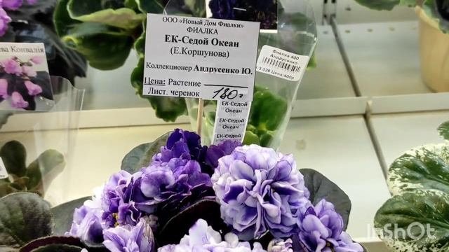 Фиалки. Экскурсия в Дом Фиалки. Выставка. Новые сорта фиалок.