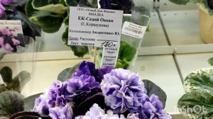 Фиалки. Экскурсия в Дом Фиалки. Выставка. Новые сорта фиалок.