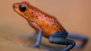 ТОП 8 самых ядовитых лягушек в мире