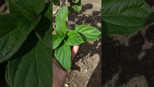 Метельчатая гортензия Страуберри Блоссом. сентябрь 2022г. Восточный Крым смотреть онлайн