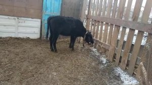 У коров пропала жвачка, как мы лечим!