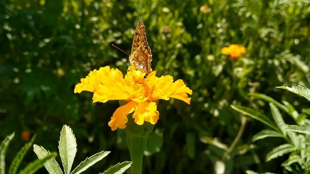 Бабочка.Цветы в моём саду. Бархатцы. Тагетес. смотреть онлайн