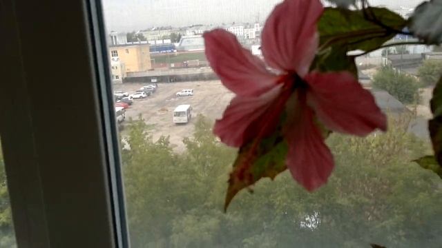 Зацвел Гибискус вариегатный (Розан, Китайская роза) Hibiscus Variegate