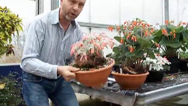 Sinningia leucotricha смотреть онлайн