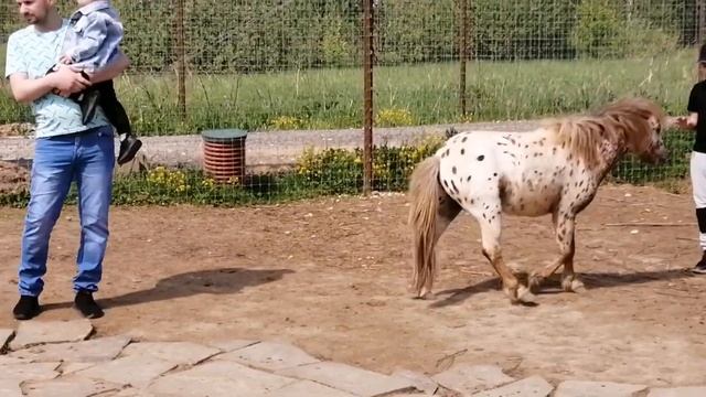 Ослик, пони и козочки дарят радость детворе. Экскурсия в Парк копытных. Подмосковный Сафари-парк смотреть онлайн