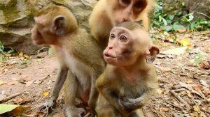 OMG.,It looked so harder and heavy, why big monkey keep teaching on smallest one? okay Dawn?