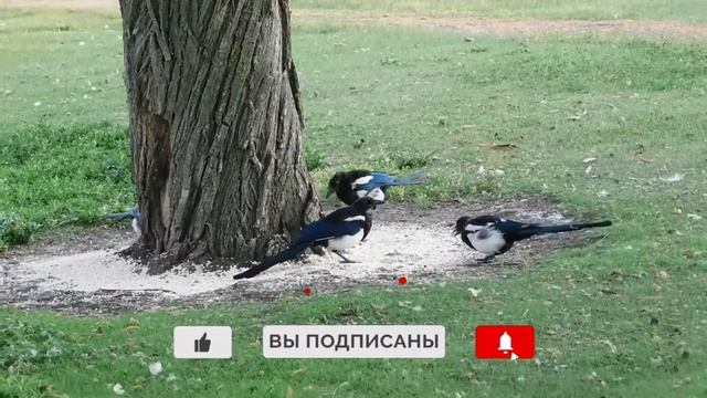 Скороговорки для развития речи. Скороговорка про сороку смотреть онлайн