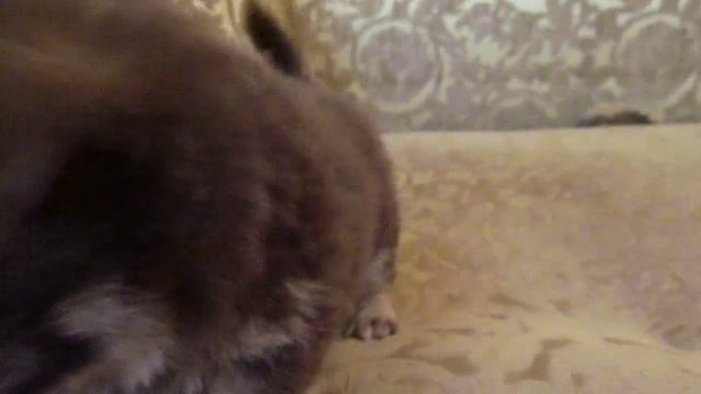 Мини крошка на лодошку! Мальчик чихуахуа смотреть онлайн
