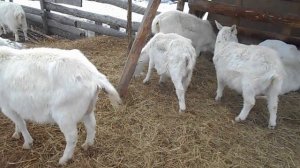 Зимнее содержание коз. Выгул