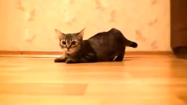 Кот бегун ржакаоборжака смотреть онлайн