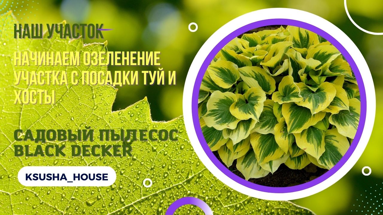 Начинаем озеленение участка с посадки туй и хосты. Садовый пылесос Black Decker. смотреть онлайн