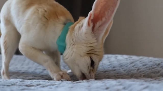 Лиса фенек и червячки смотреть онлайн