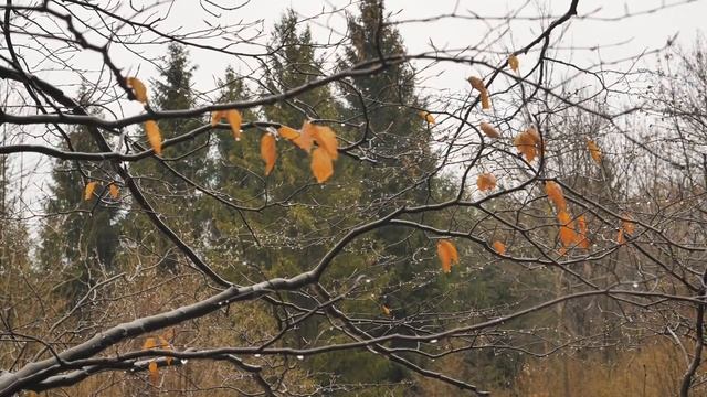 ERICH KÄSTNER - HERBST AUF DER GANZEN LINIE смотреть онлайн