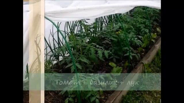 Планирование смешанных посадок в открытом грунте смотреть онлайн