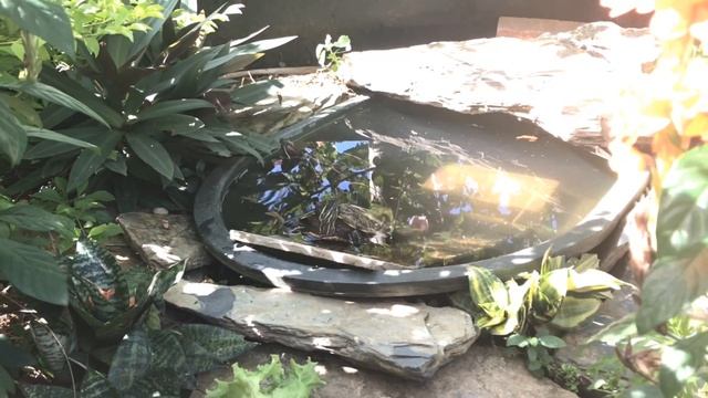 How to raise a red eared slider(important tips) смотреть онлайн