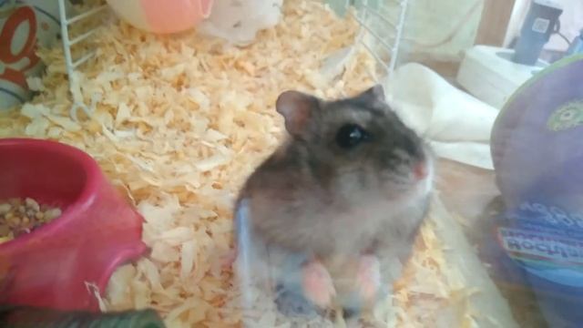 джунгарик строит гнездо и грызёт колесо смотреть онлайн