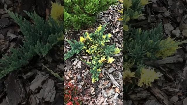 МОЖЖЕВЕЛЬНИК САЛАМАНДЕР | ВАРИЕГАТНАЯ ФОРМА БЛЮ ЧИП смотреть онлайн