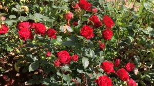 ЧЕМ ОПАСЕН НЕДОСТАТОК МАГНИЯ ДЛЯ РАСТЕНИЙ И КАК ЕГО ВОСПОЛНИТЬ! НОВОЕ УДОБРЕНИЕ!